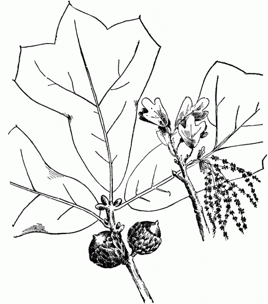 Blackjack Oak Branchlet coloring page image