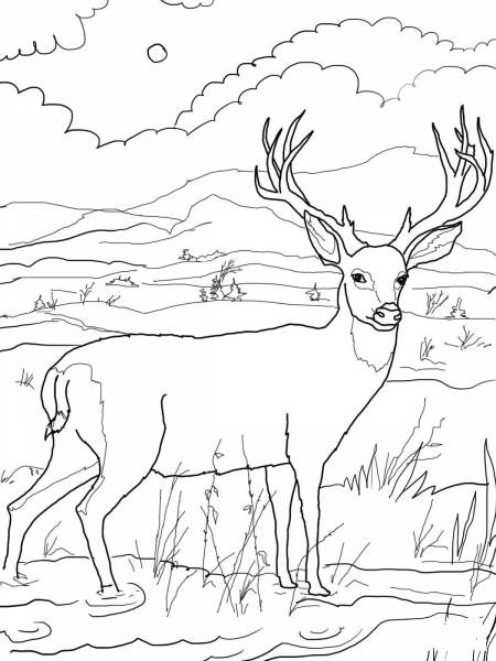 Blacktail Mule Deer coloring page image