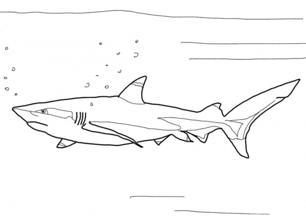 Blacktip Reef Shark coloring page image
