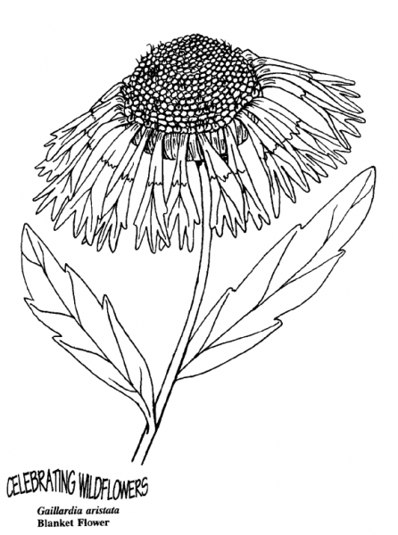 Blanket Flower coloring page image