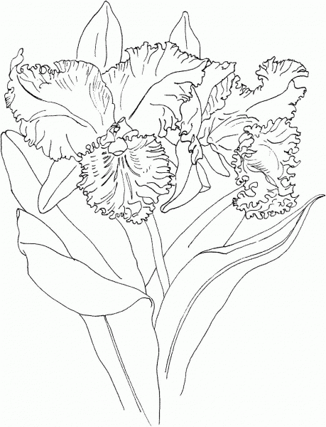 Blc Memoria Crispin Rosales Orchid coloring page image