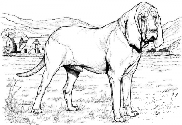 Bloodhound Dog coloring page image