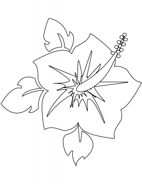 Blooming Hibiscus Flower  coloring page image