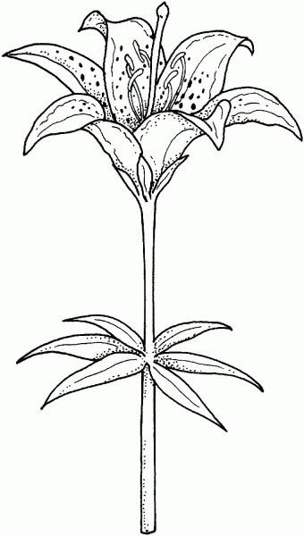 Blooming lily coloring page image