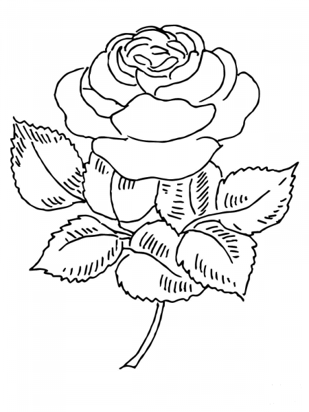 Blooming Rose coloring page image