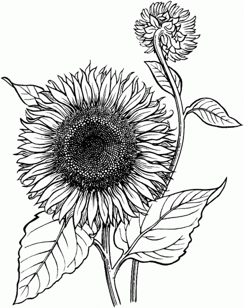 Blooming Sunflower coloring page image