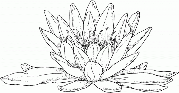 Blooming Water Lily coloring page image