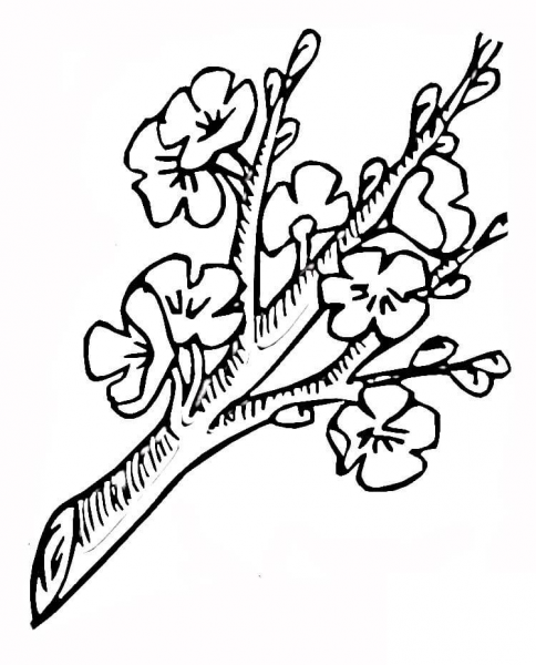 Blossoming Branch coloring page image