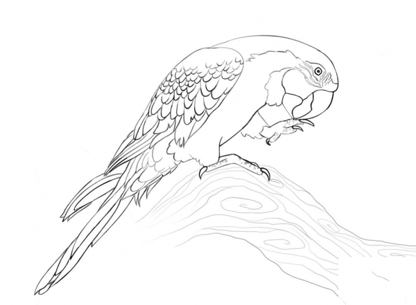 Blue and Gold Macaw coloring page image