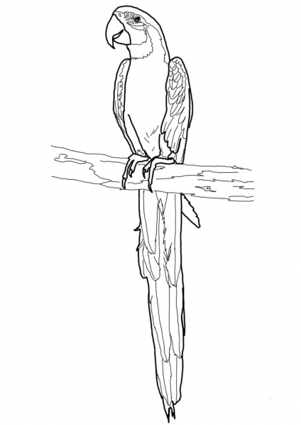 Blue and Gold Macaw coloring page image