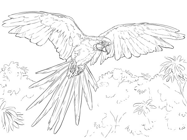 Blue And Yellow Macaw coloring page image