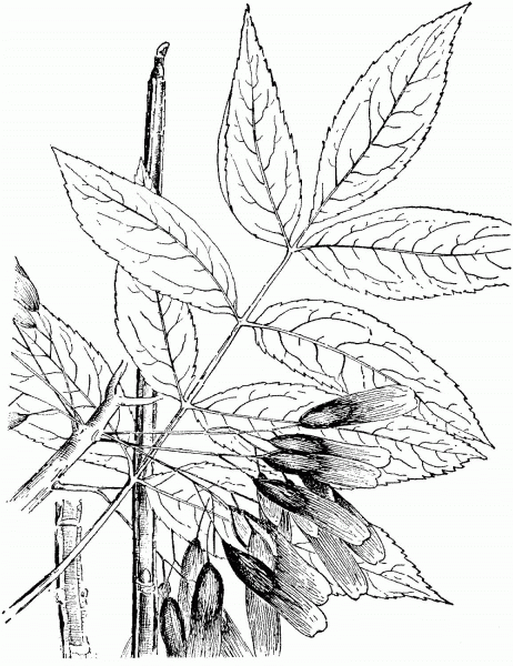 Blue Ash Tree coloring page image