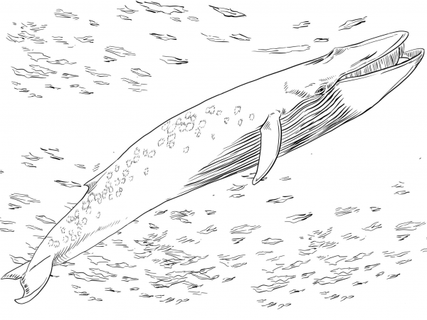 Blue Baleen Whale coloring page image