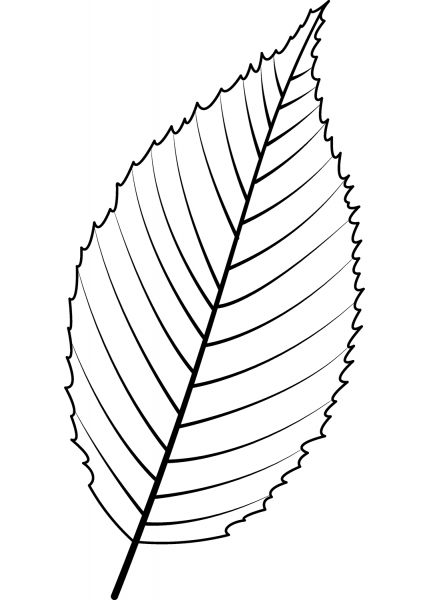 Blue Beech Leaf coloring page image
