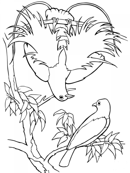 Blue Bird-of-Paradise coloring page image