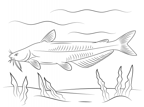 Blue Catfish coloring page image