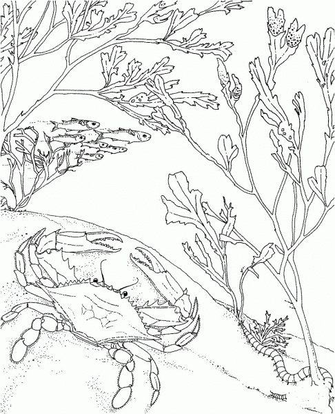 Blue Crab coloring page image