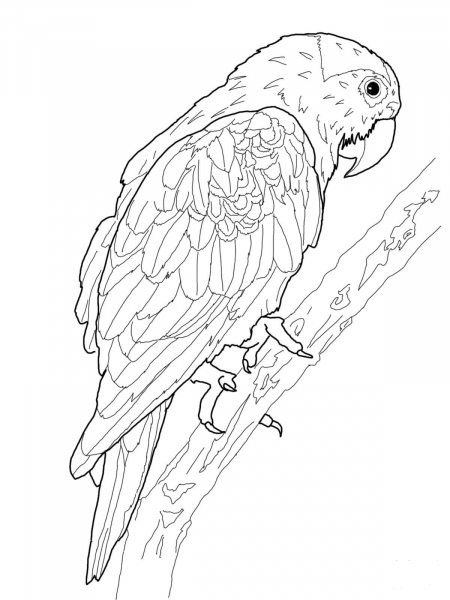Blue Crowned Green Parrot coloring page image