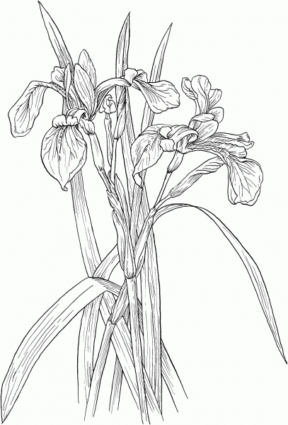 Blue Flag Irises or Iris Versicolor Wildflower coloring page image