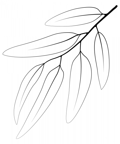 Blue Gum Leaf coloring page image