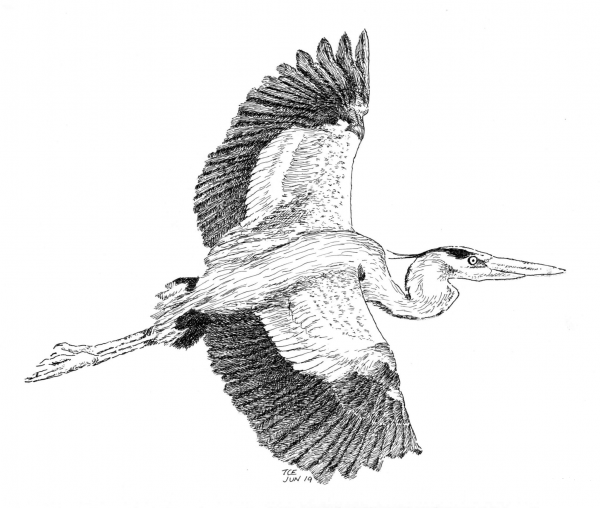 Blue Heron coloring page image