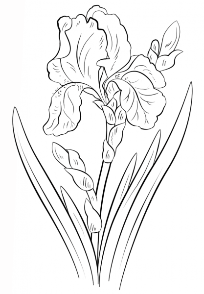 Blue Iris coloring page image