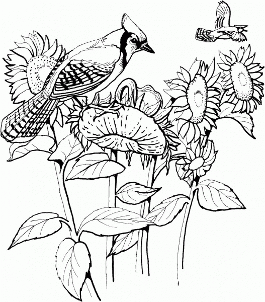 Blue Jay and Sunflowers  coloring page image