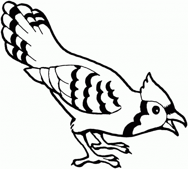 Blue Jay Bird  coloring page image