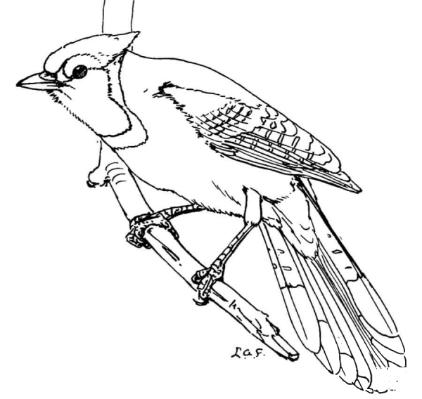 Blue Jay coloring page image