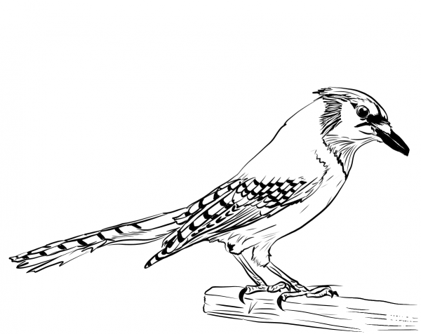 Blue Jay coloring page image