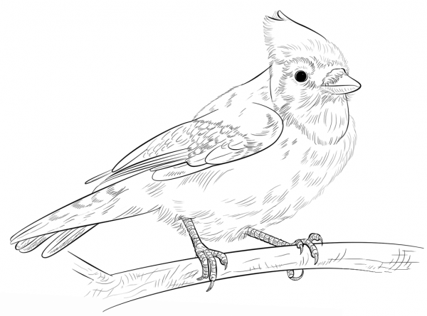 Blue Jay on a Branch coloring page image