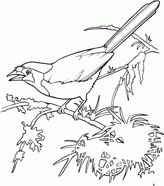 Blue Jay on the Tree  coloring page image