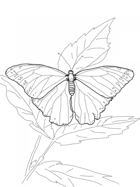 Blue Morpho Butterfly coloring page image