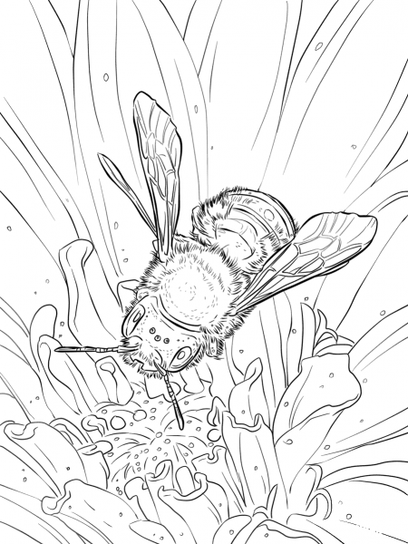 Blue Orchard Bee coloring page image