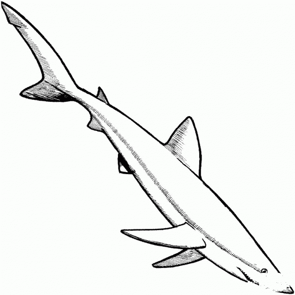 Blue Shark coloring page image