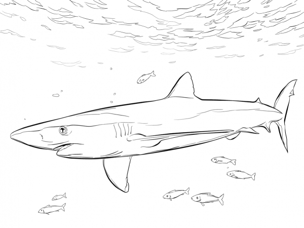Blue Shark with Pilot Fishes coloring page image