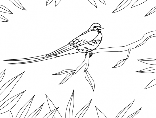 Blue Swallow Hirundo Atrocaerulea coloring page image