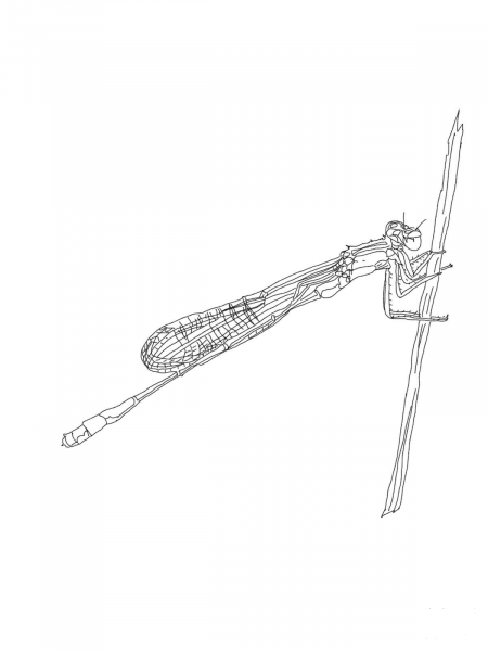 Blue Tailed Damselfly coloring page image