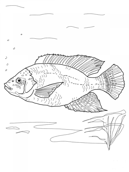 Blue Tilapia coloring page image