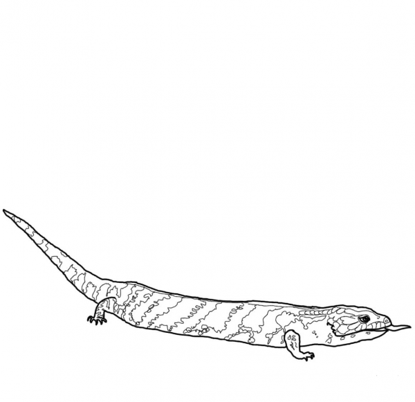 Blue Tongued Skink Lizard coloring page image