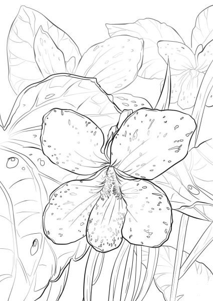 Blue Violet coloring page image