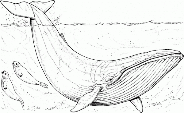 Blue Whale Baby and Seals coloring page image
