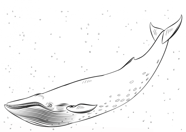 Blue Whale coloring page image