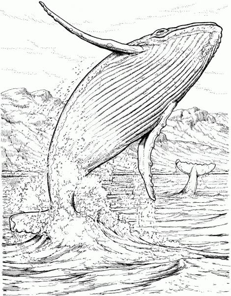 Blue Whale Jumping out of The Water coloring page image