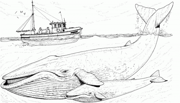 Blue Whales Mother and Baby under the Boat coloring page image