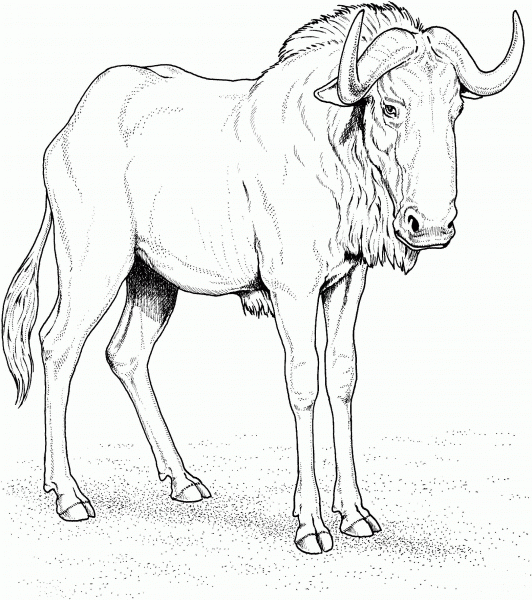 Blue Wildebeest (Gnu) coloring page image