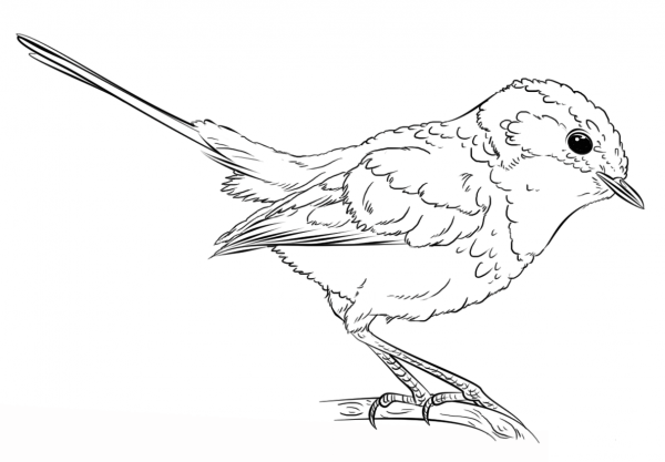 Blue Wren coloring page image