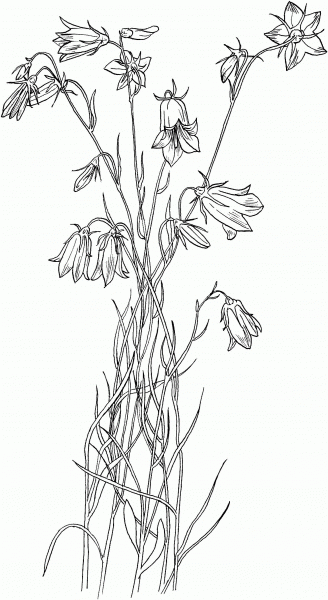 Bluebell Bellflower coloring page image
