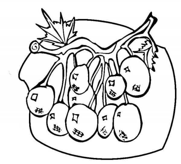 Blueberries  coloring page image
