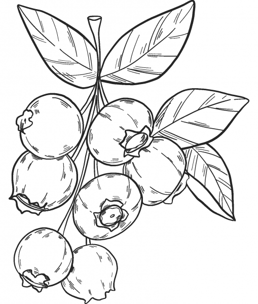 Blueberries coloring page image